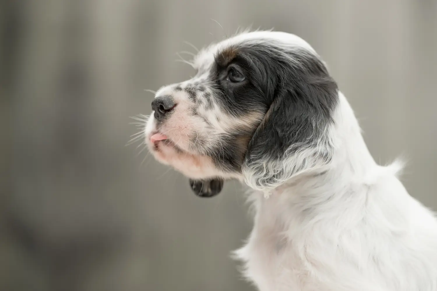At købe en engelsk setter-hvalp betyder at tage ansvar! Køb Engelsk Setter hvalpe.