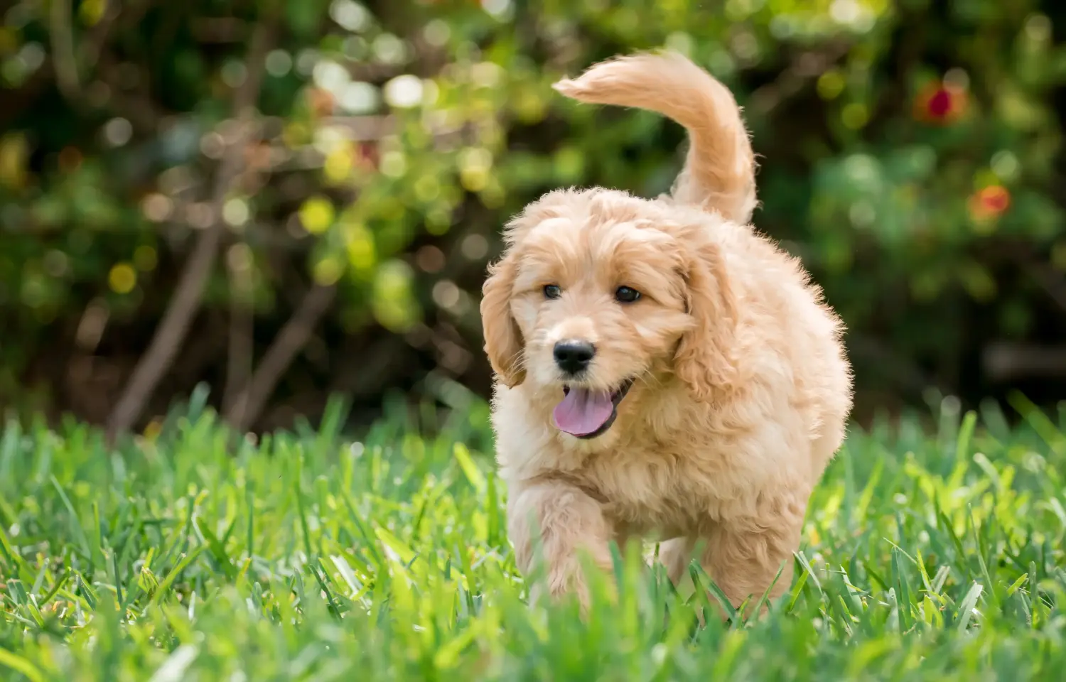 At købe en Goldendoodle-hvalp betyder at tage ansvar! Køb Goldendoodle-hvalpe.