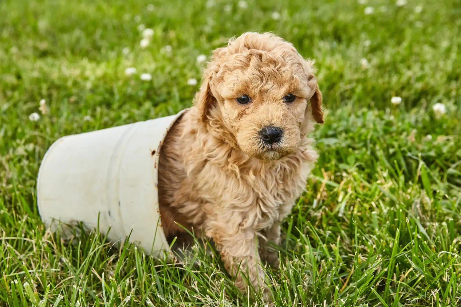 At købe en Goldendoodle-hvalp betyder at tage ansvar! Køb Goldendoodle-hvalpe.