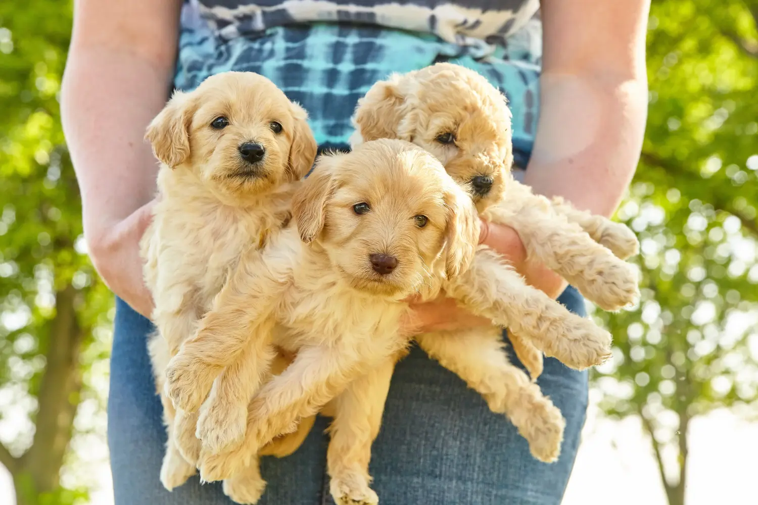 At købe en Goldendoodle-hvalp betyder at tage ansvar! Køb Goldendoodle-hvalpe.