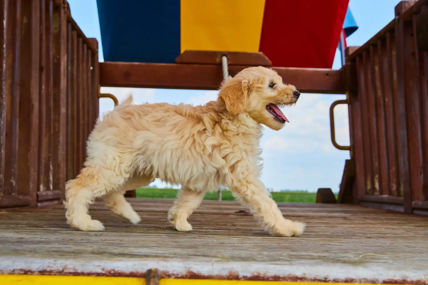 At købe en Goldendoodle-hvalp betyder at tage ansvar! Køb Goldendoodle-hvalpe.