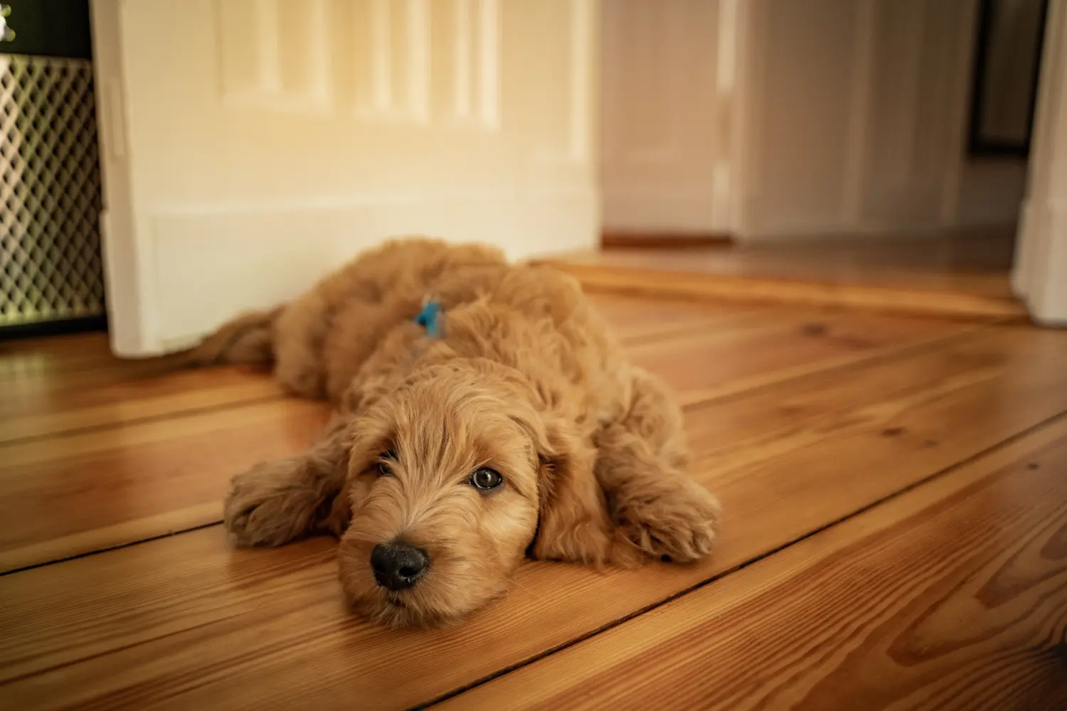 At købe en Goldendoodle-hvalp betyder at tage ansvar! Køb Goldendoodle-hvalpe.