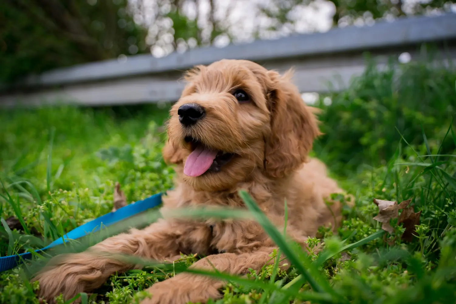 At købe en Goldendoodle-hvalp betyder at tage ansvar! Køb Goldendoodle-hvalpe.