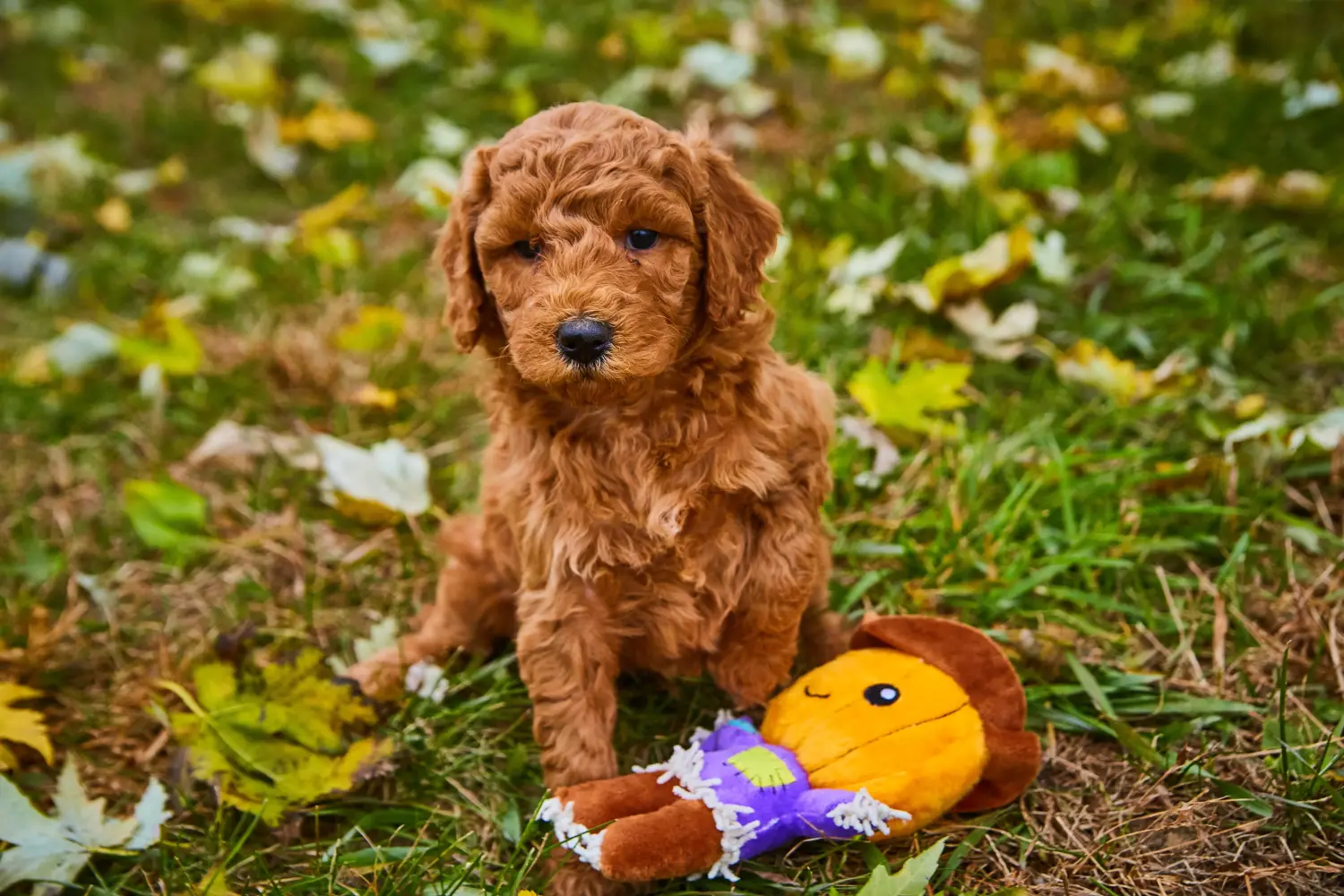 At købe en Goldendoodle-hvalp betyder at tage ansvar! Køb Goldendoodle-hvalpe.
