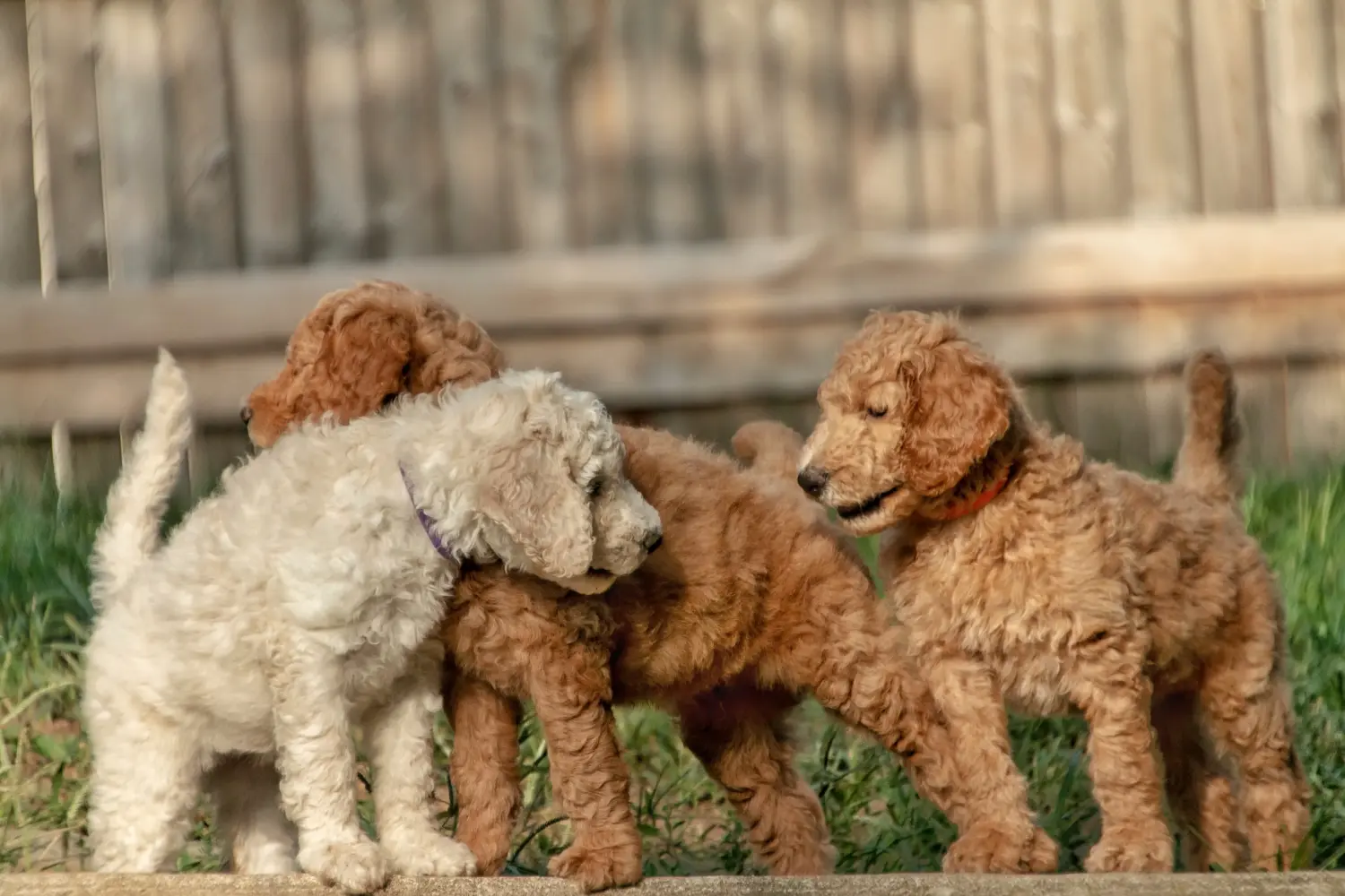 At købe en Goldendoodle-hvalp betyder at tage ansvar! Køb Goldendoodle-hvalpe.
