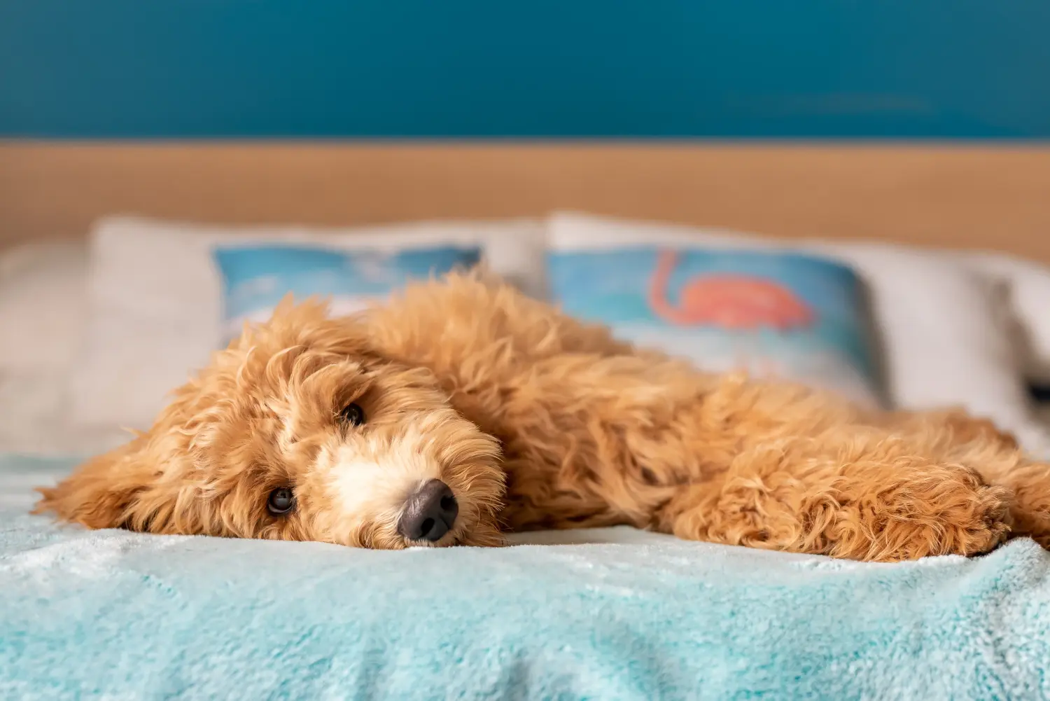 At købe en Goldendoodle-hvalp betyder at tage ansvar! Køb Goldendoodle-hvalpe.