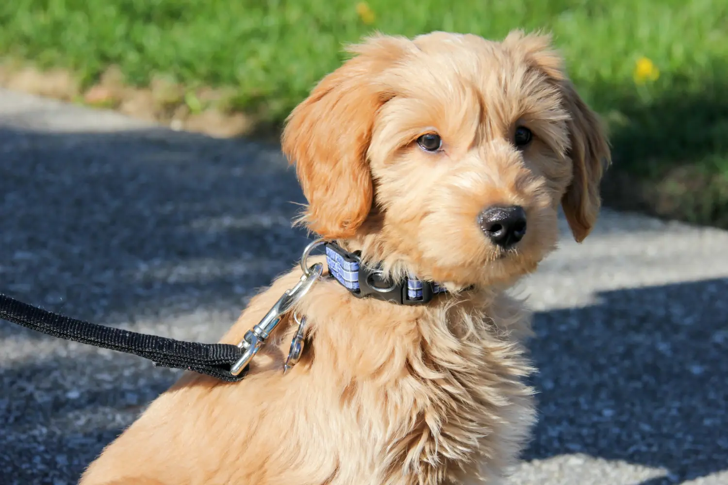 At købe en Goldendoodle-hvalp betyder at tage ansvar! Køb Goldendoodle-hvalpe.