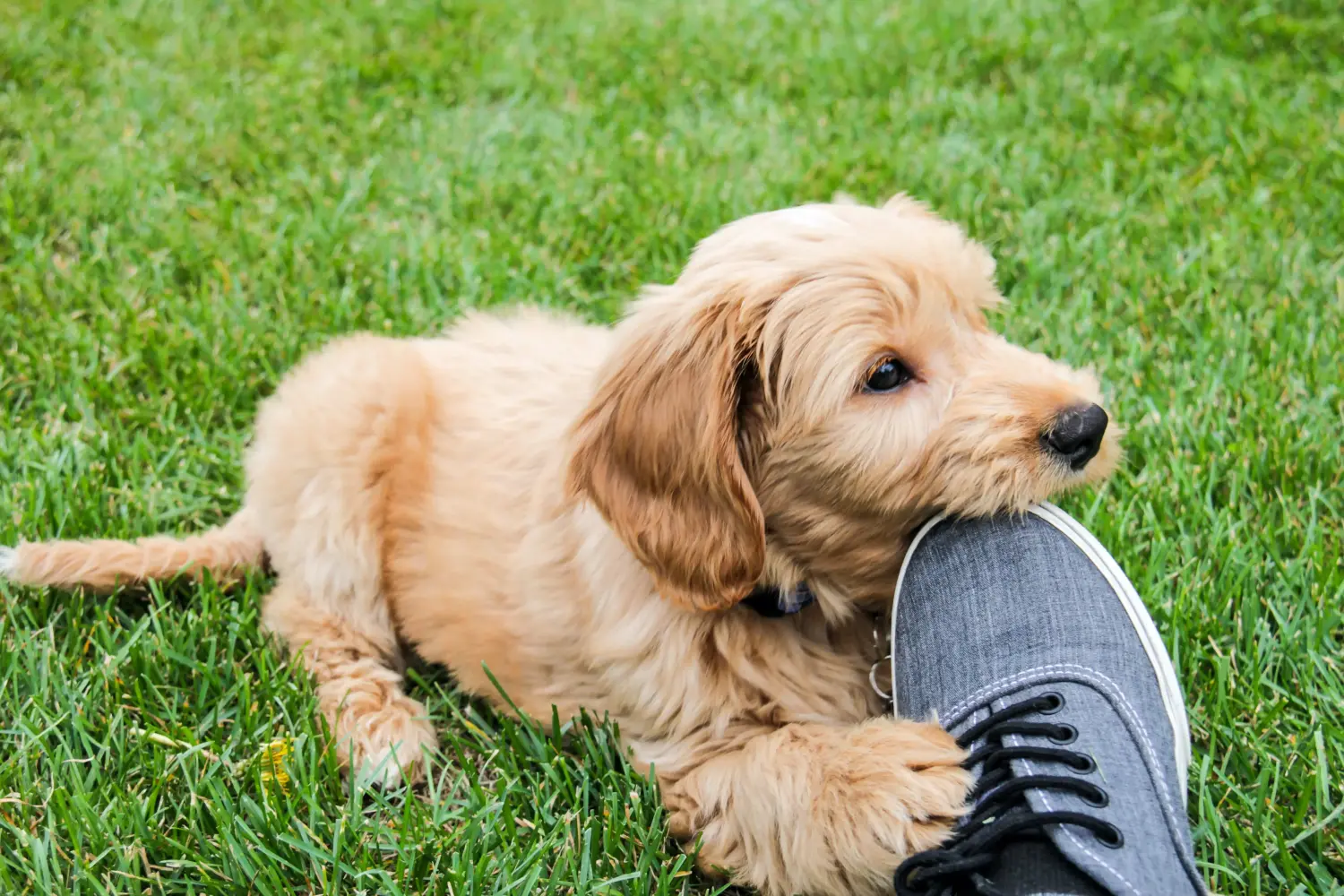 At købe en Goldendoodle-hvalp betyder at tage ansvar! Køb Goldendoodle-hvalpe.