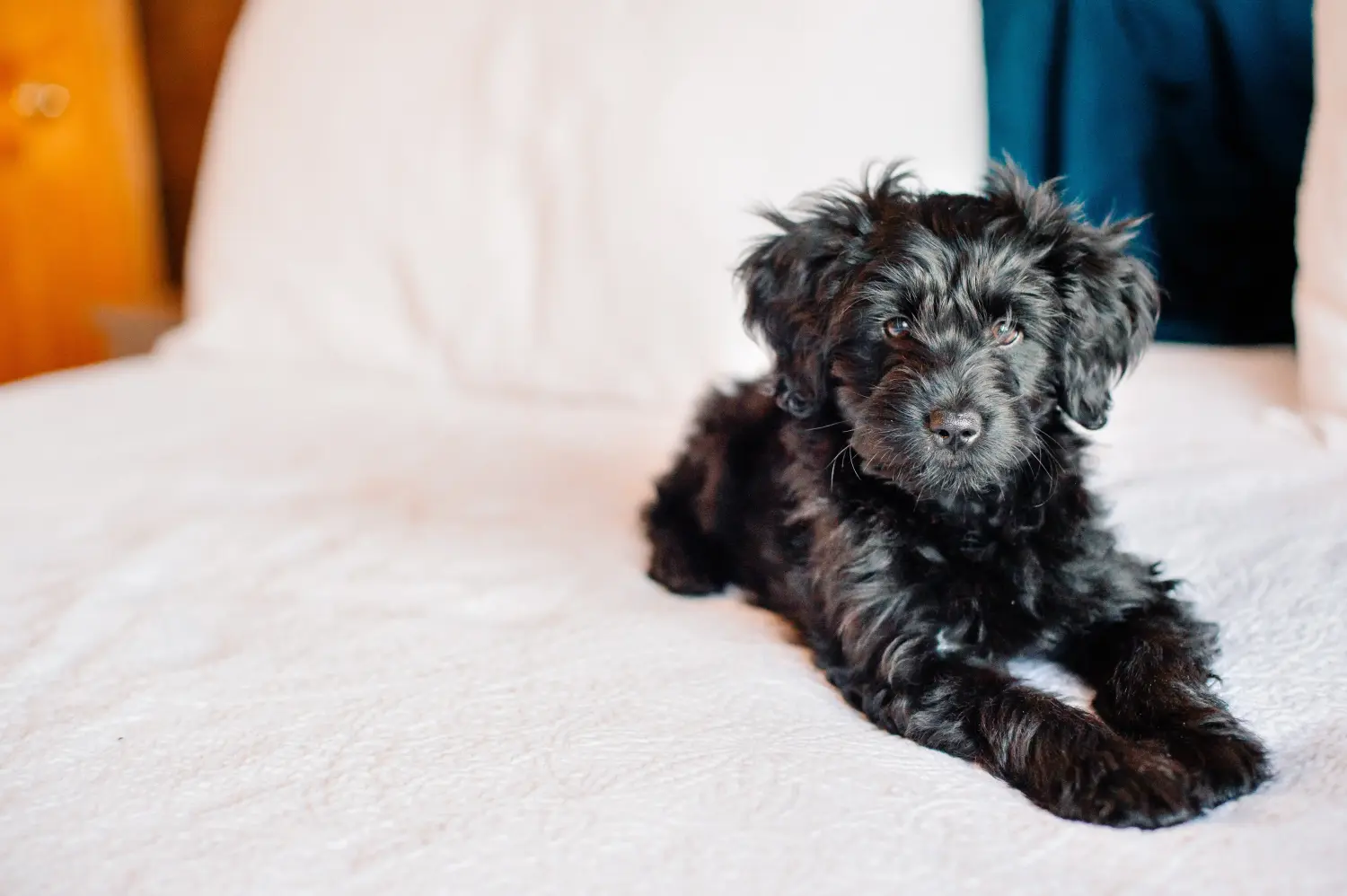 At købe en Goldendoodle-hvalp betyder at tage ansvar! Køb Goldendoodle-hvalpe.