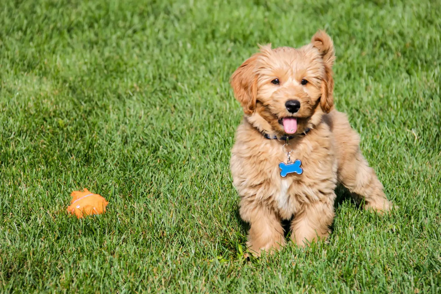 At købe en Goldendoodle-hvalp betyder at tage ansvar! Køb Goldendoodle-hvalpe.