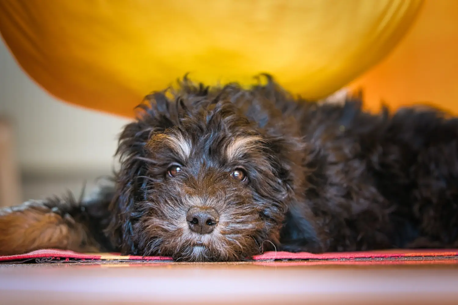 At købe en Goldendoodle-hvalp betyder at tage ansvar! Køb Goldendoodle-hvalpe.