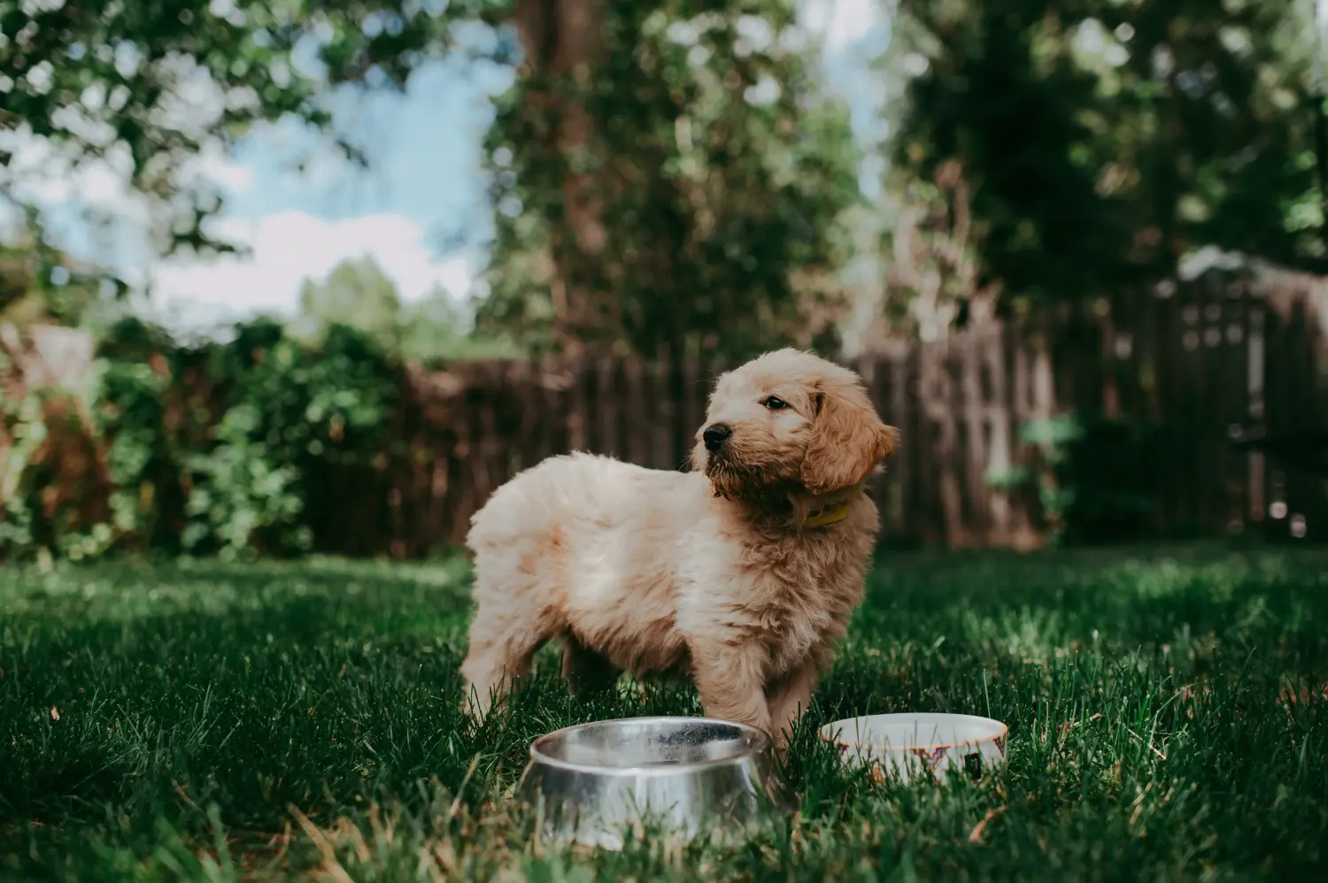 At købe en Goldendoodle-hvalp betyder at tage ansvar! Køb Goldendoodle-hvalpe.
