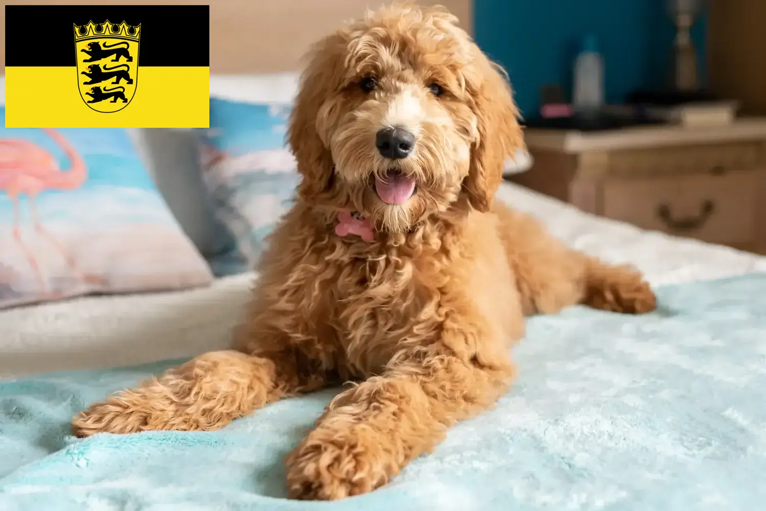 Goldendoodle-hvalpe og opdrættere Baden-Württemberg Her kan du finde Goldendoodles-opdrættere i Baden-Württemberg.