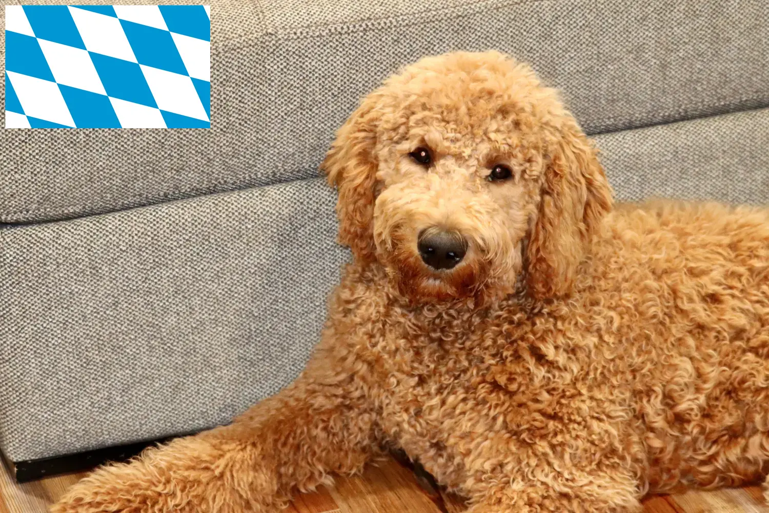 Goldendoodle-hvalpe og opdrættere Bayern Her kan du finde Goldendoodles-opdrættere i Bayern.