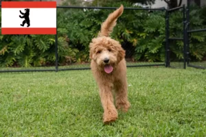 Read more about the article Goldendoodle opdrættere og hvalpe i Berlin