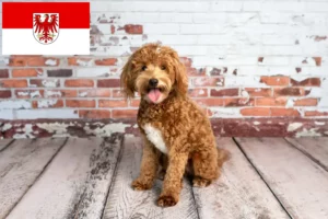 Read more about the article Goldendoodle opdrættere og hvalpe i Brandenburg