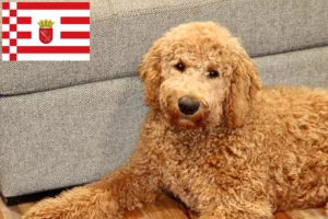 Read more about the article Goldendoodle opdrættere og hvalpe i Bremen