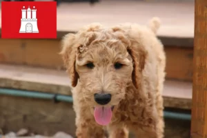 Read more about the article Goldendoodle opdrættere og hvalpe i Hamborg