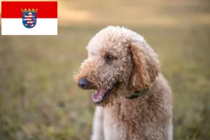 Read more about the article Goldendoodle opdrættere og hvalpe i Hessen