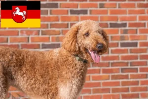 Read more about the article Goldendoodle opdrættere og hvalpe i Niedersachsen