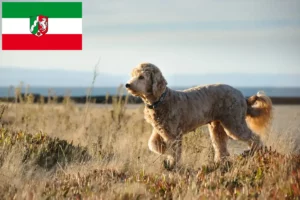 Read more about the article Goldendoodle opdrættere og hvalpe i Nordrhein-Westfalen