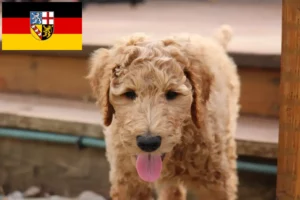 Read more about the article Goldendoodle opdrættere og hvalpe i Saarland