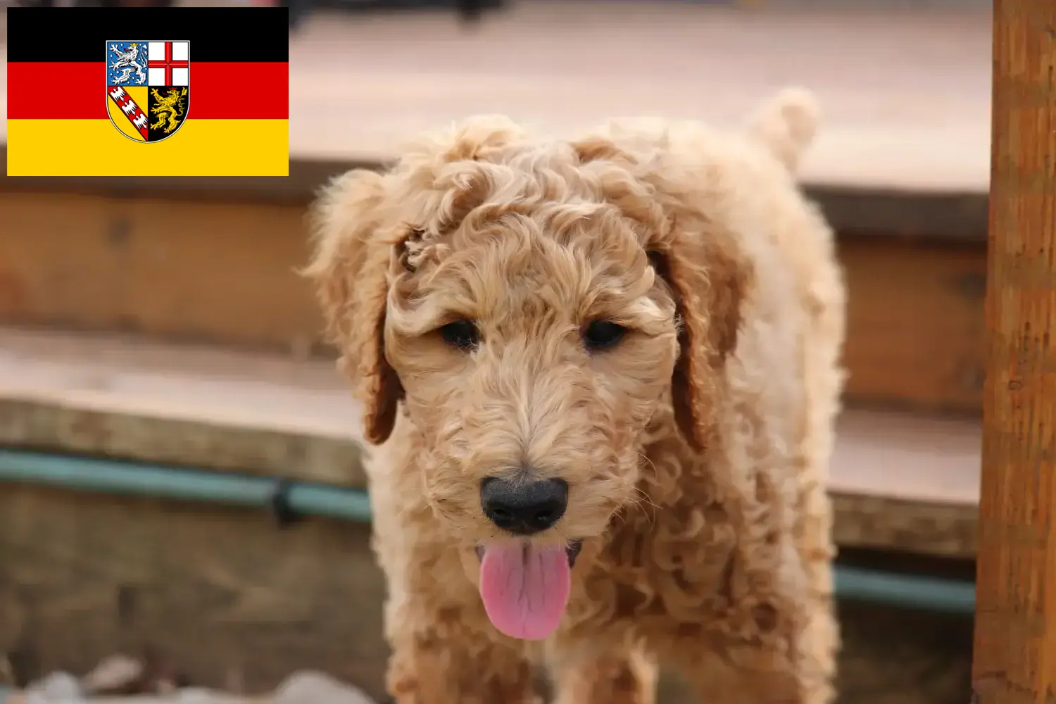 Goldendoodle-hvalpe og opdrætter Saarland Her kan du finde Goldendoodles-opdrættere i Saarland.