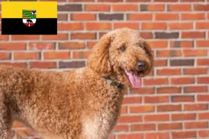 Read more about the article Goldendoodle opdrættere og hvalpe i Sachsen-Anhalt