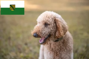 Read more about the article Goldendoodle-opdrættere og hvalpe i Sachsen