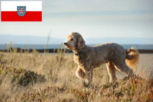 Read more about the article Goldendoodle opdrættere og hvalpe i Thüringen
