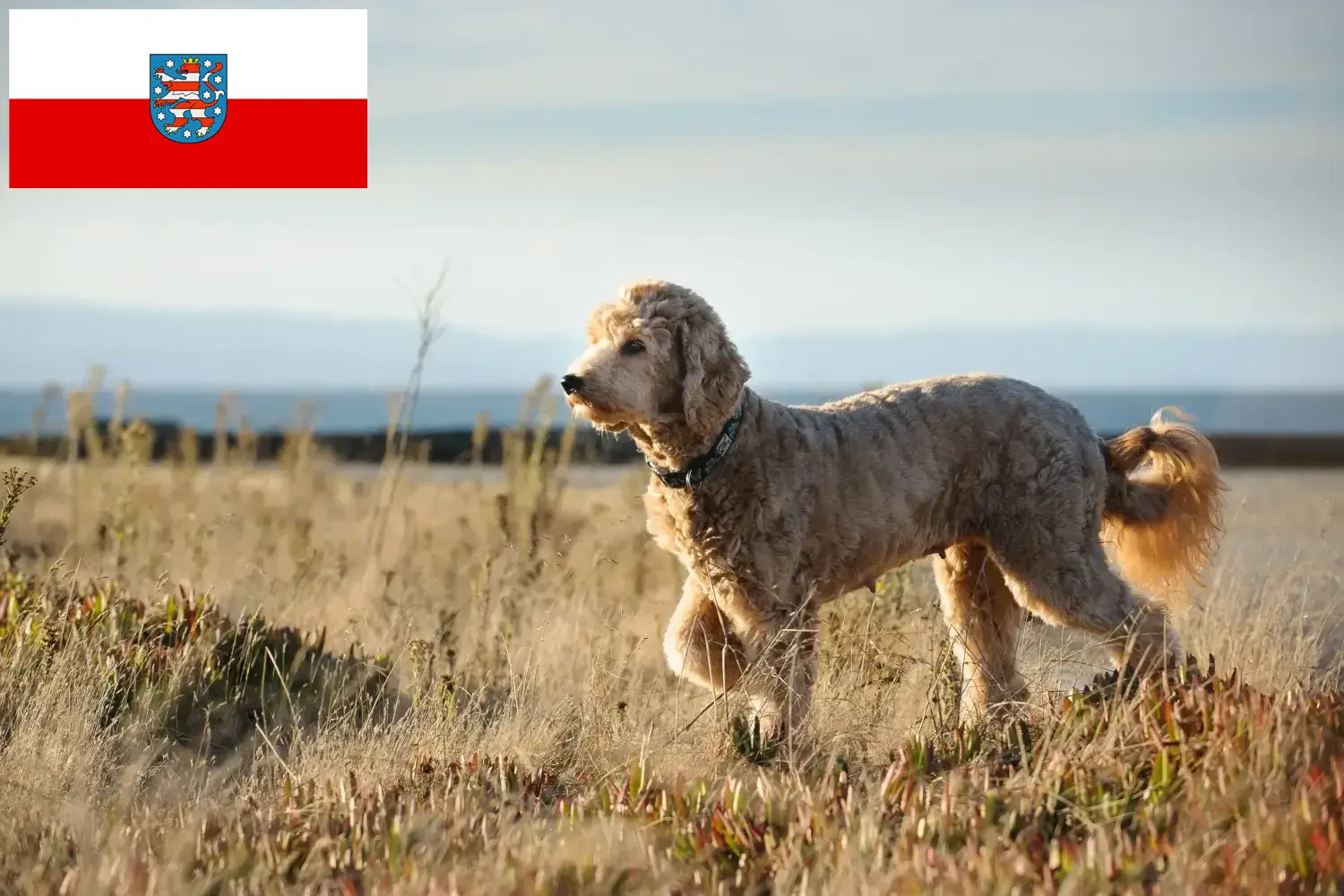 Read more about the article Goldendoodle opdrættere og hvalpe i Thüringen