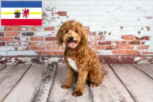 Read more about the article Goldendoodle opdrættere og hvalpe i Mecklenburg-Vorpommern