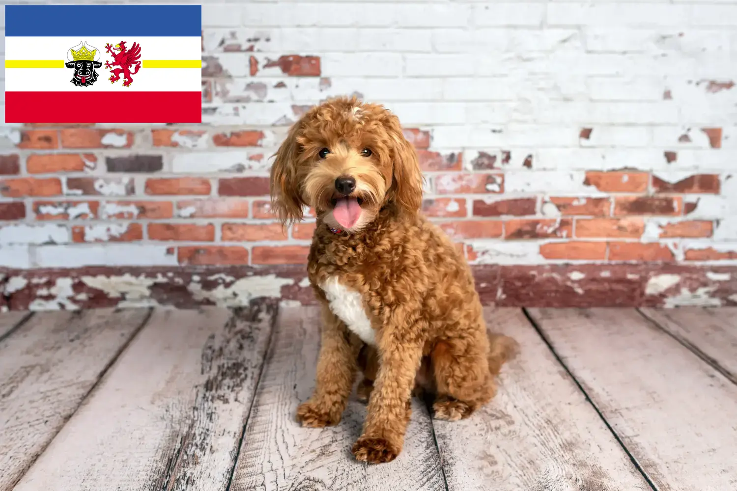 Read more about the article Goldendoodle opdrættere og hvalpe i Mecklenburg-Vorpommern
