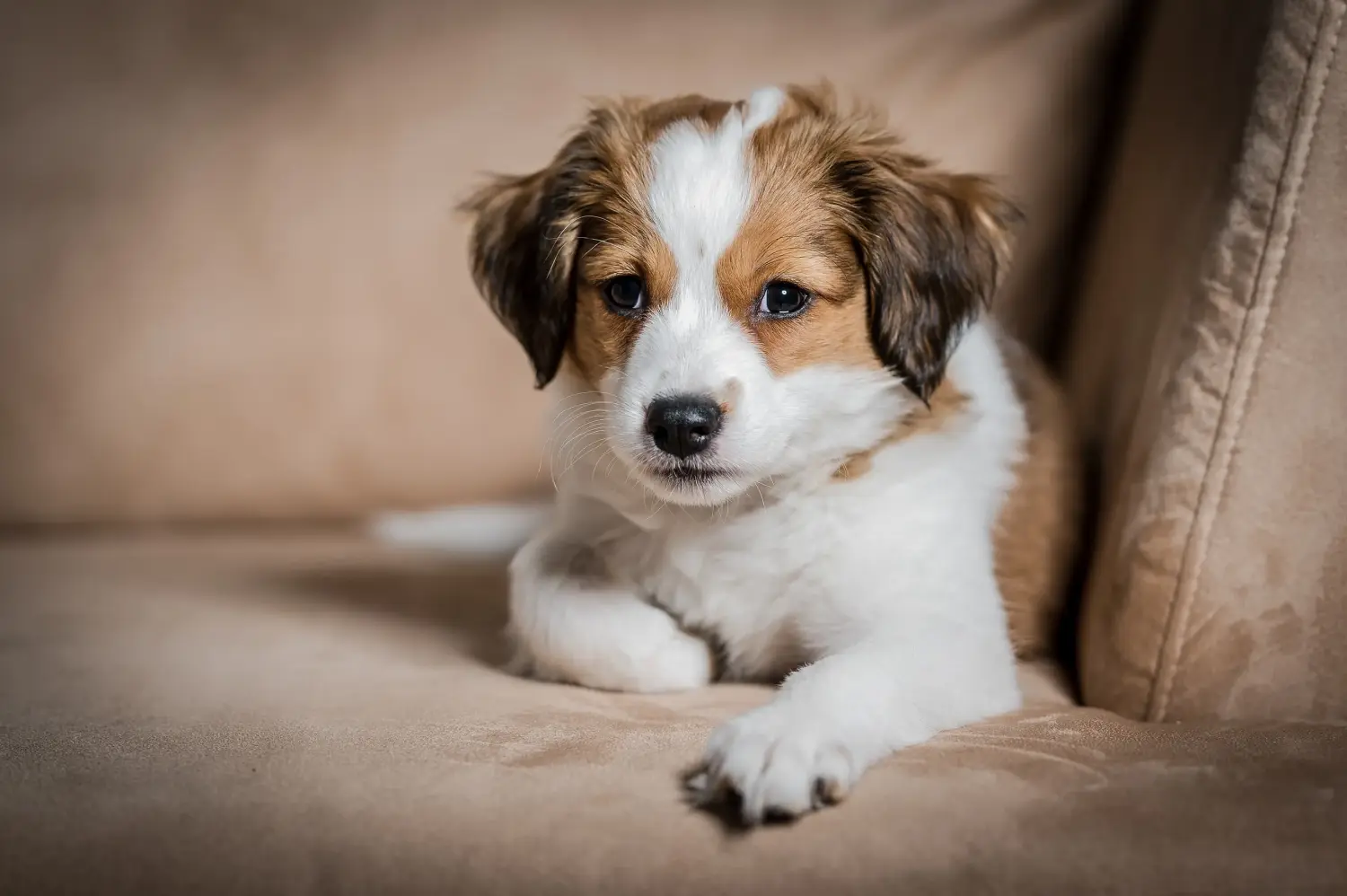 At købe en hollandsk Kooikerhondje-hvalp betyder at tage ansvar! Køb hollandske Kooikerhondje-hvalpe.