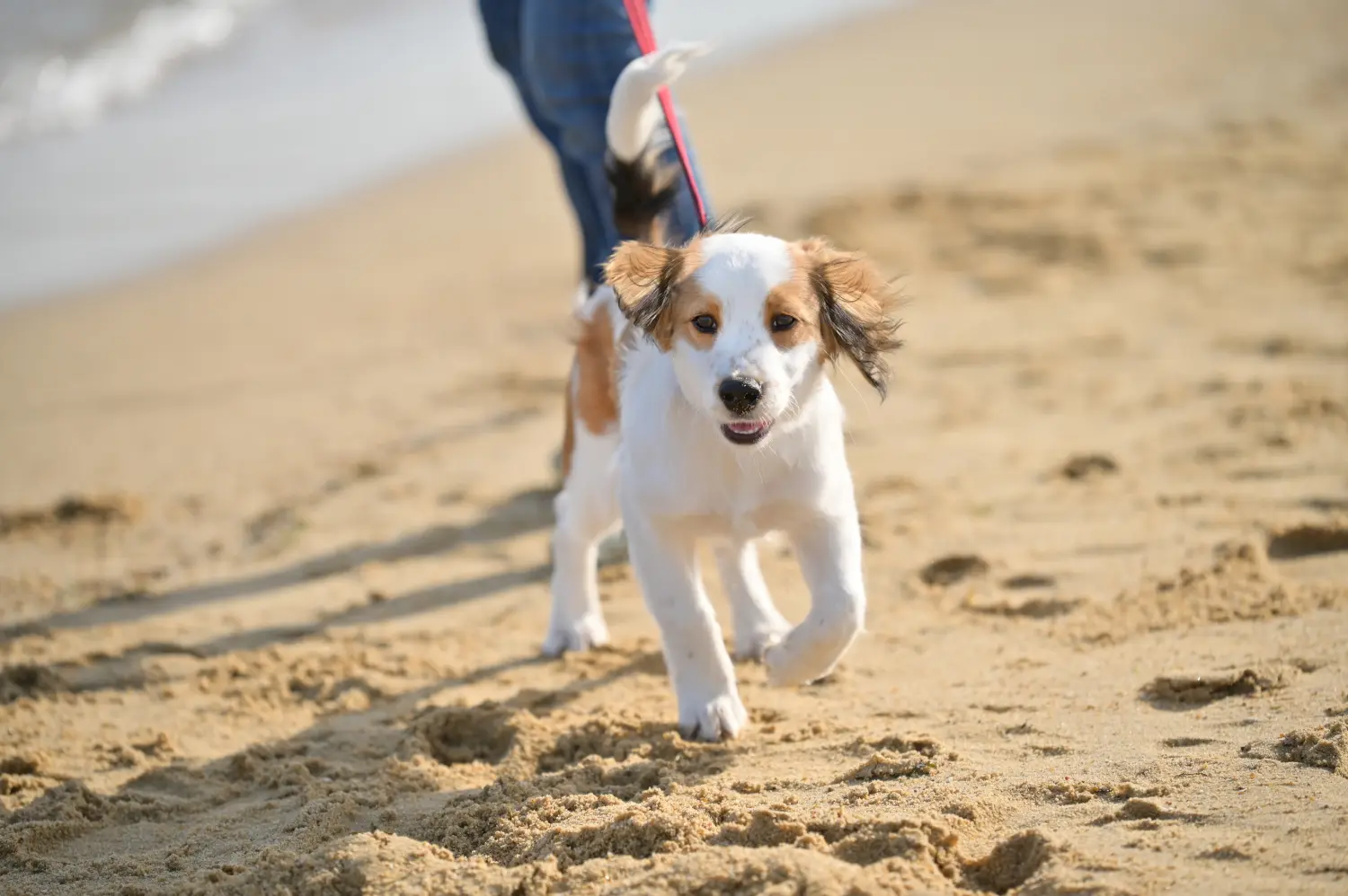 At købe en hollandsk Kooikerhondje-hvalp betyder at tage ansvar! Køb hollandske Kooikerhondje-hvalpe.