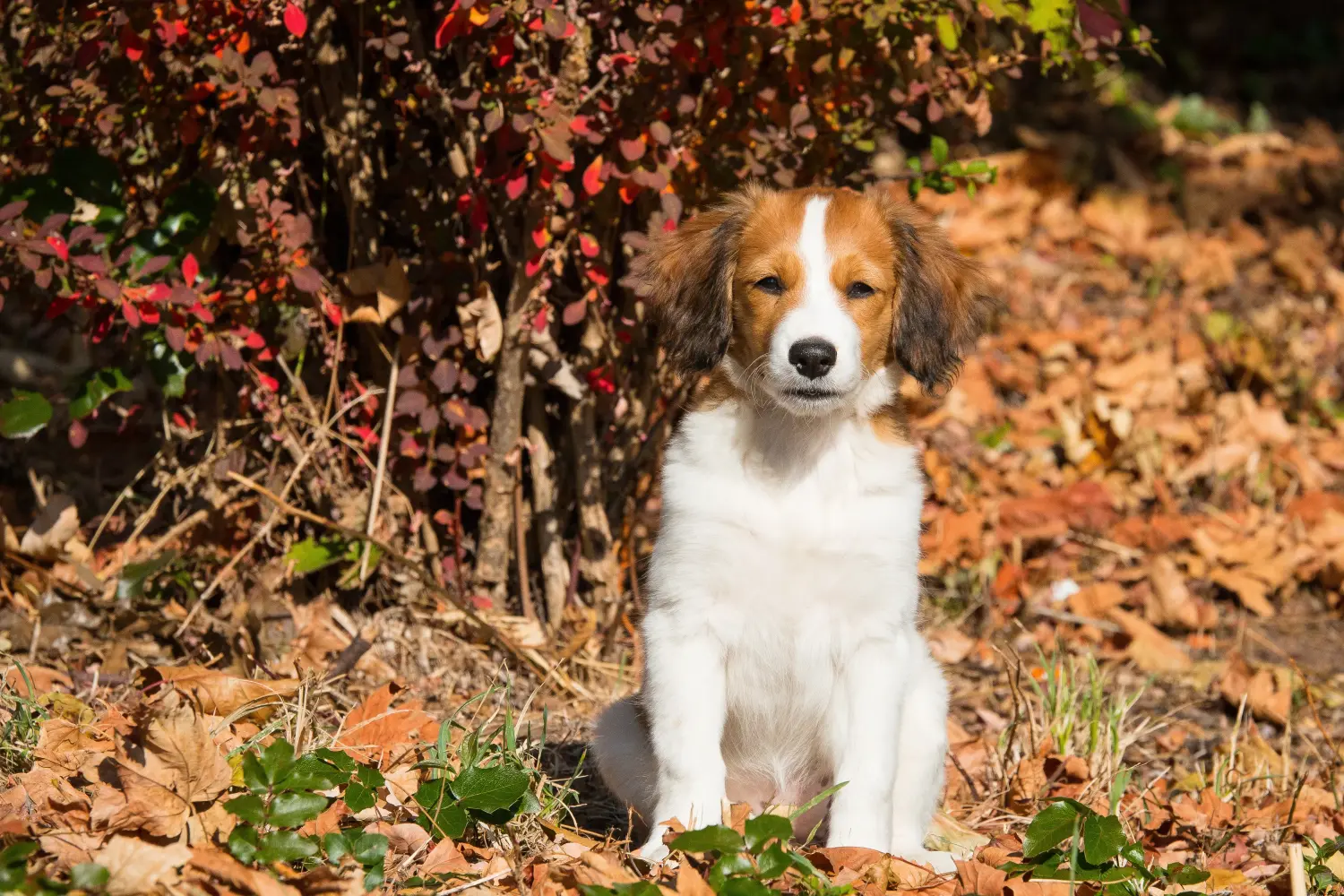 At købe en hollandsk Kooikerhondje-hvalp betyder at tage ansvar! Køb hollandske Kooikerhondje-hvalpe.