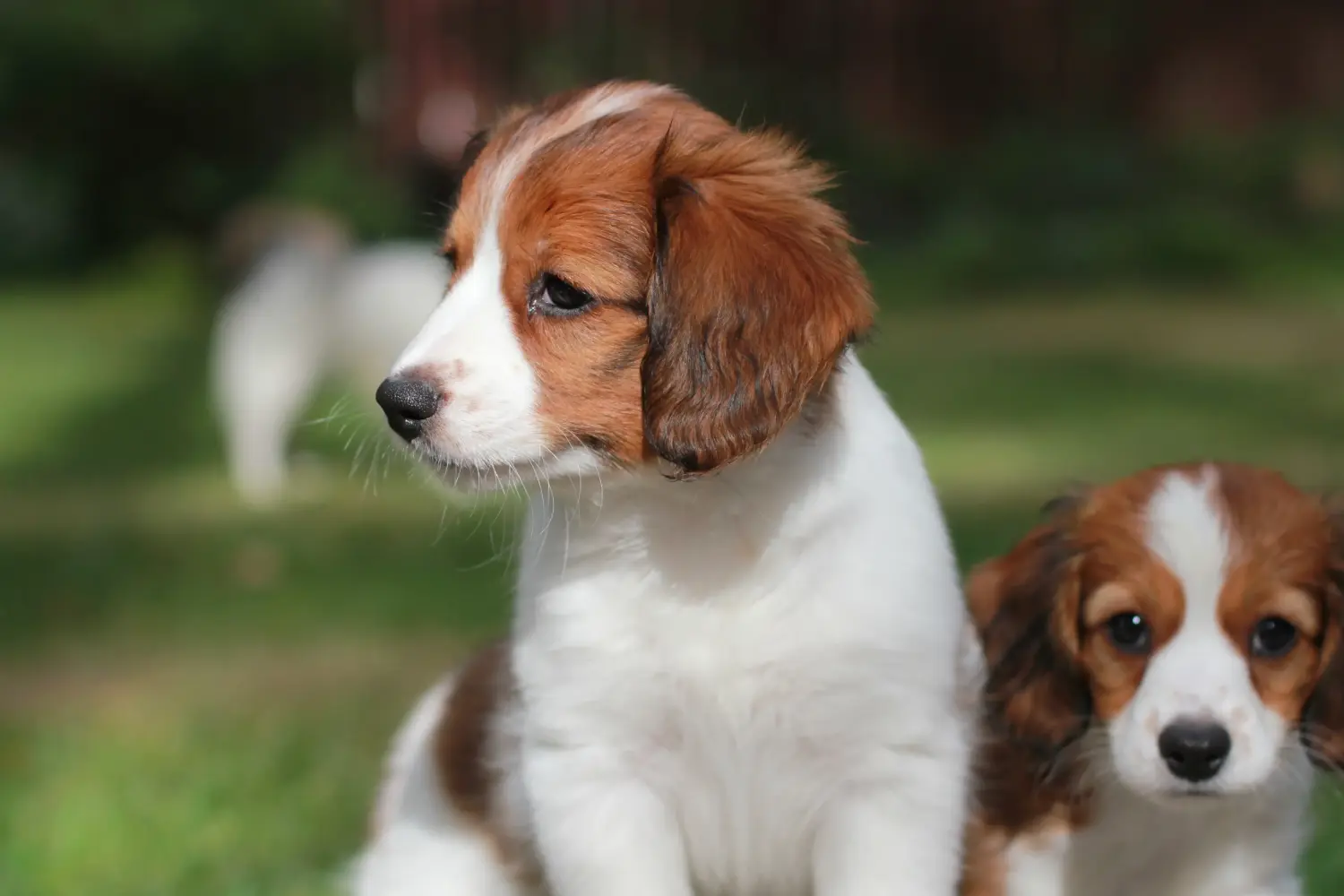 At købe en hollandsk Kooikerhondje-hvalp betyder at tage ansvar! Køb hollandske Kooikerhondje-hvalpe.