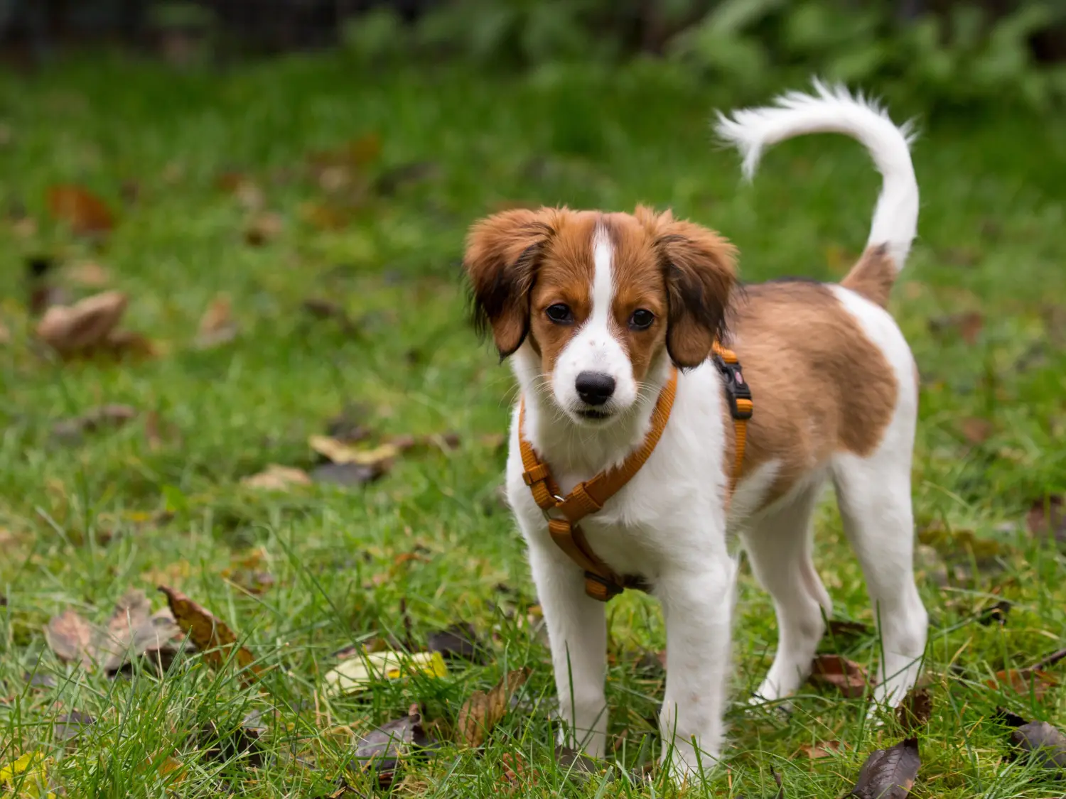 At købe en hollandsk Kooikerhondje-hvalp betyder at tage ansvar! Køb hollandske Kooikerhondje-hvalpe.
