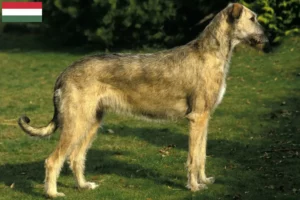 Read more about the article Irsk ulvehundeopdrættere og hvalpe i Ungarn