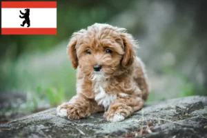Read more about the article Maltipoo-opdrættere og hvalpe i Berlin
