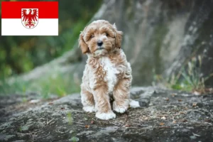 Read more about the article Maltipoo-opdrættere og hvalpe i Brandenburg