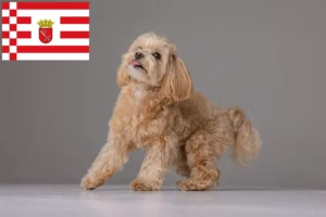 Read more about the article Maltipoo-opdrættere og hvalpe i Bremen