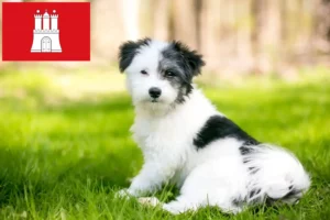Read more about the article Maltipoo-opdrættere og hvalpe i Hamborg