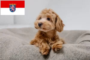 Read more about the article Maltipoo-opdrættere og hvalpe i Hessen