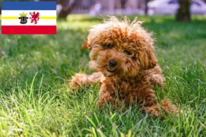Read more about the article Maltipoo-opdrættere og hvalpe i Mecklenburg-Vorpommern