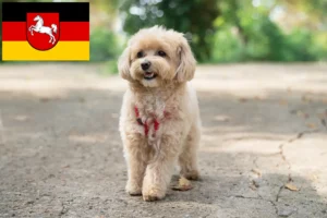 Read more about the article Maltipoo-opdrættere og hvalpe i Niedersachsen