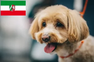 Read more about the article Maltipoo opdrættere og hvalpe i Nordrhein-Westfalen