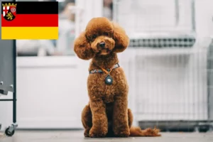 Read more about the article Maltipoo-opdrættere og hvalpe i Rheinland-Pfalz