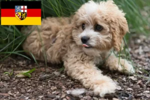 Read more about the article Maltipoo-opdrættere og hvalpe i Saarland