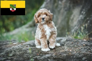 Read more about the article Maltipoo-opdrættere og hvalpe i Sachsen-Anhalt